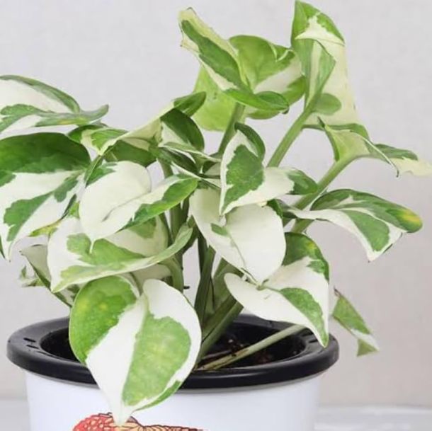 White Money Plant Live Indoor | Marble Queen Pothos Stylish Plant